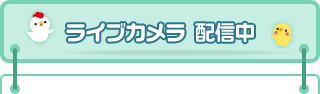 ライブカメラ配信中